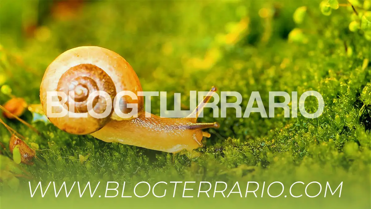 Blog Terrario