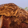 Gecko gigante de Nueva Caledonia