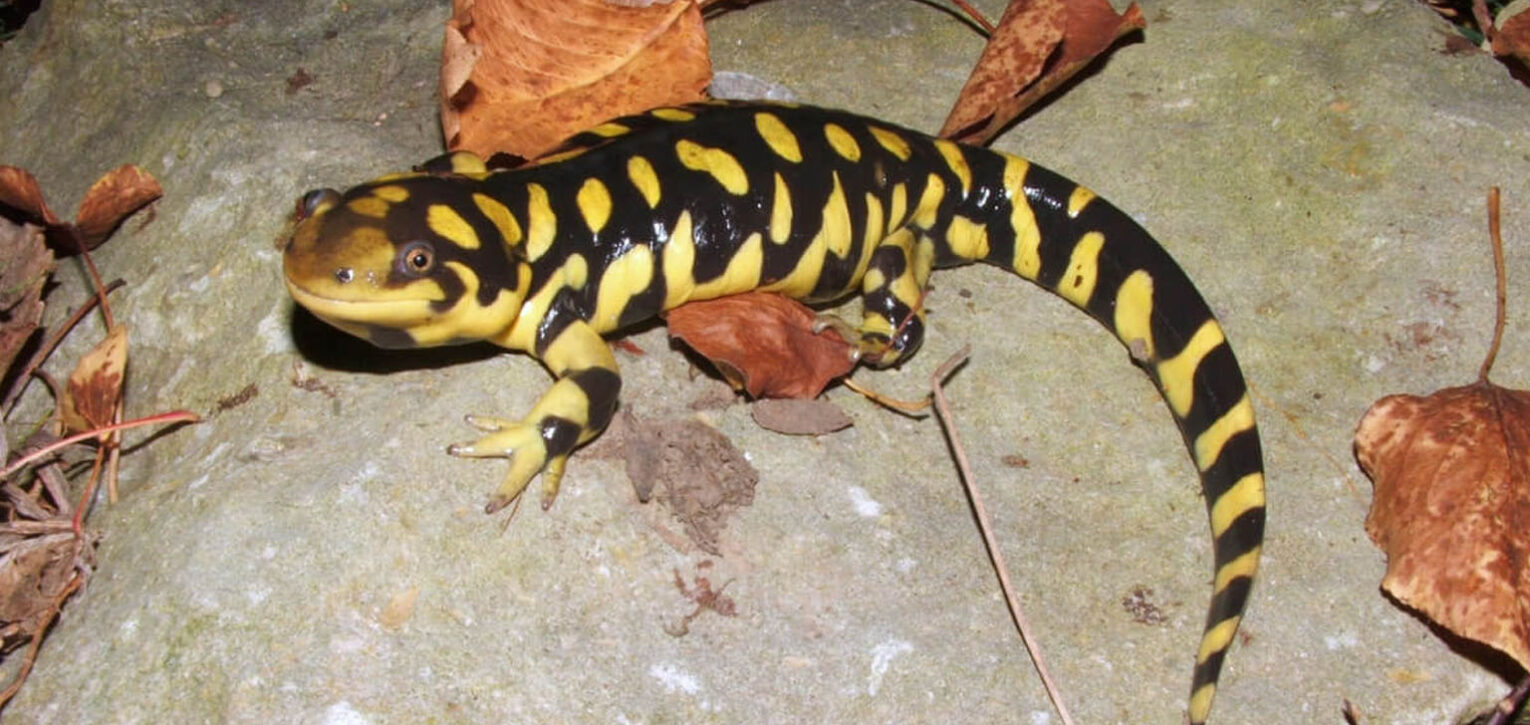 Salamandra tigre