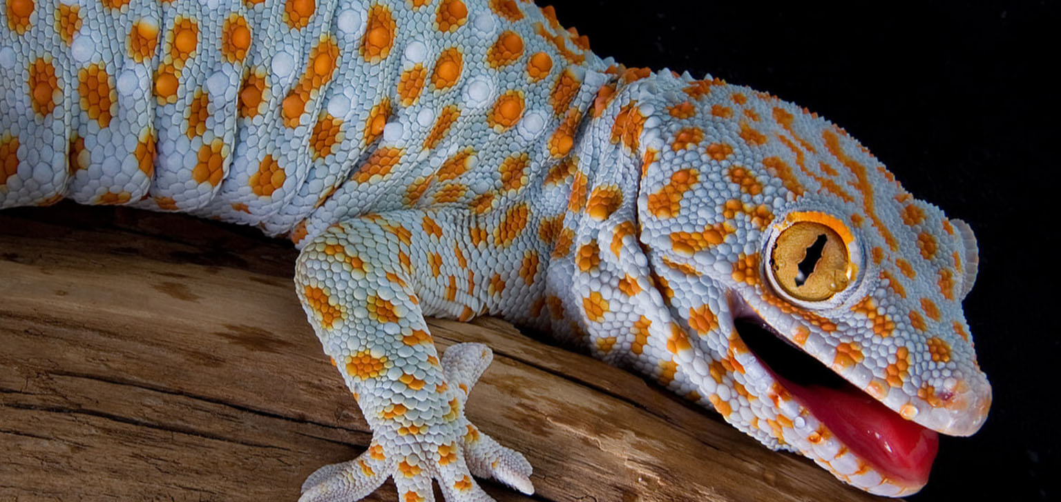 Geckos tokay