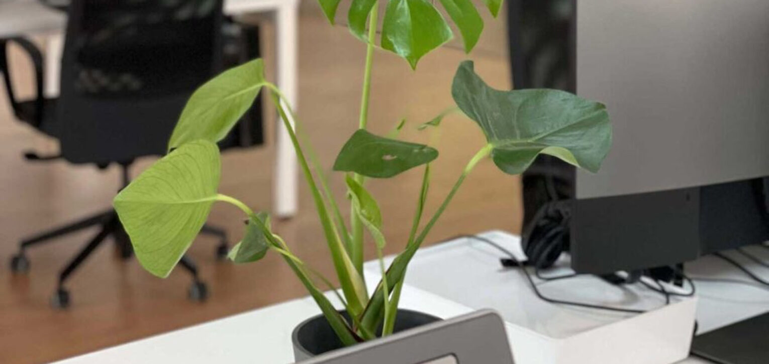 Plantas ideales para escritorios