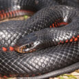Serpiente de Culebra Negra