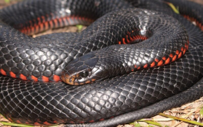 Serpiente de Culebra Negra