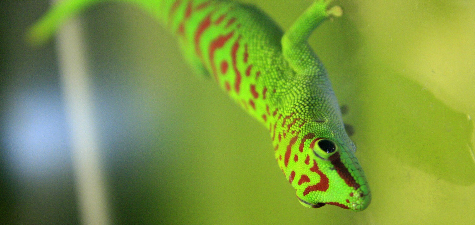 Gecko Gigante de Madagascar