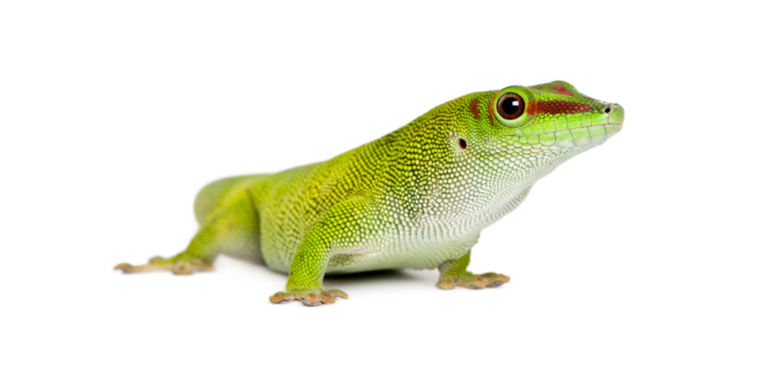 Gecko Gigante de Madagascar
