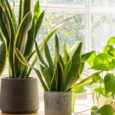 10 Plantas de Interior Ideales para Principiantes