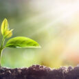 Luz y Sombra en la Decoración Verde: Cómo Colocar tus Plantas en Casa